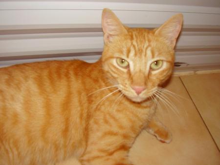 mon minou damour c mon chat a moi balou