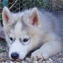 chiens