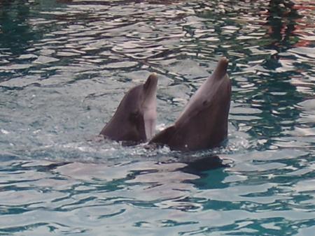 sa ces les dauphins qui danse un slo