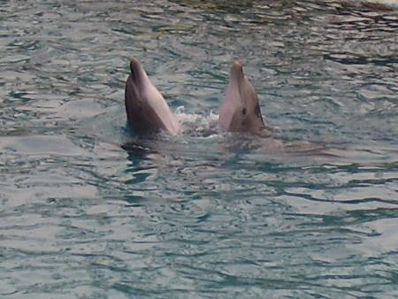 je vous est pas dit samedi chu allez a marineland